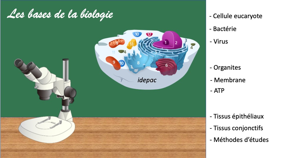 Diapositive2