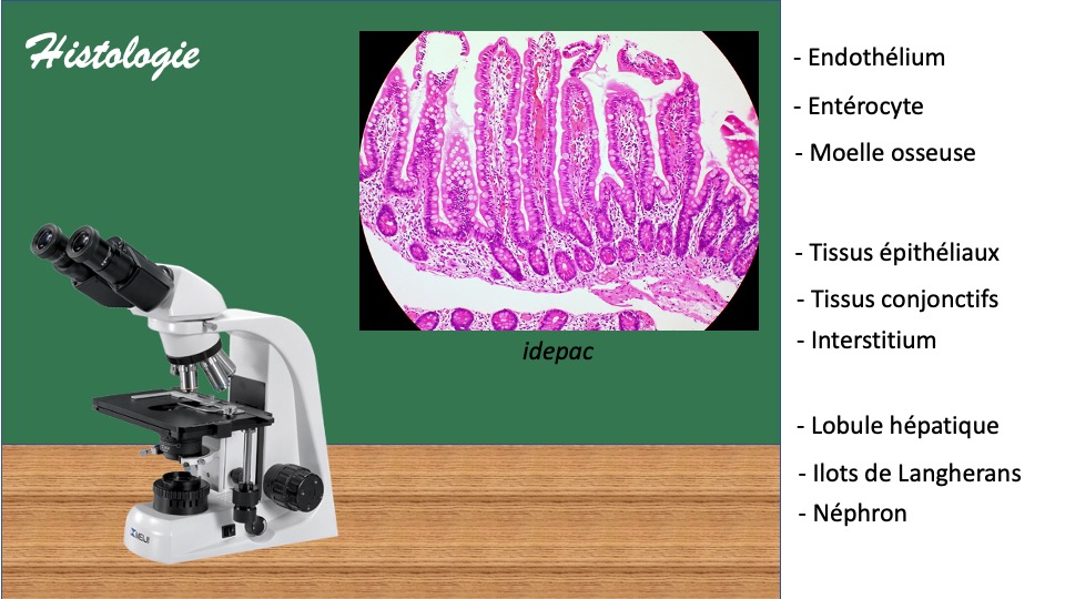 Diapositive3