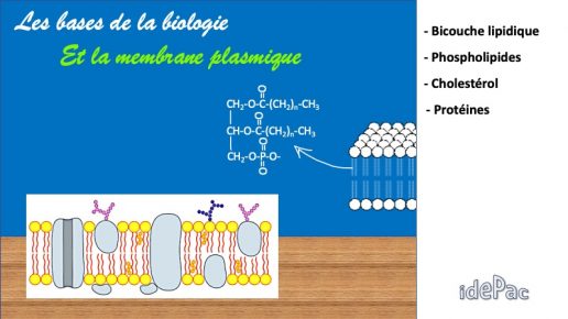 Diapositive10