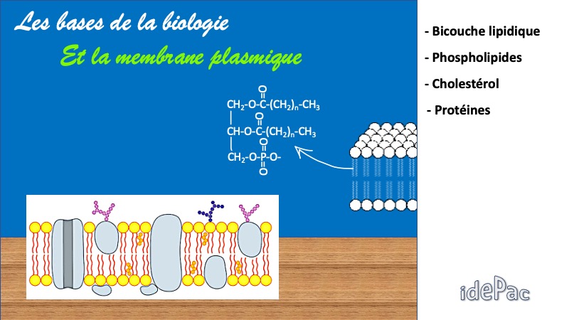 Diapositive10