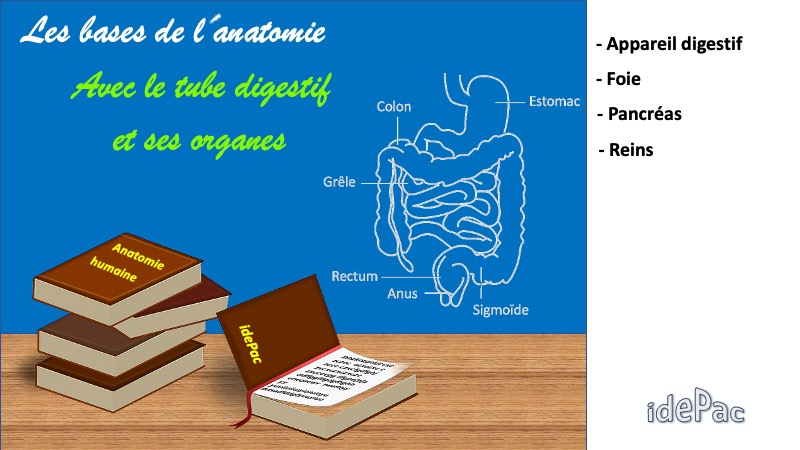 Diapositive8